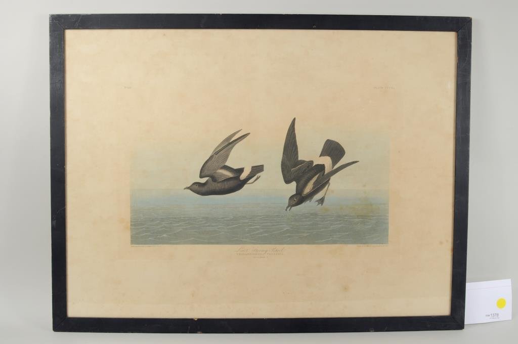 John J. Audubon "Least Stormy Petrel" Engraving: John James Audubon, "Least Stormy Petrel" hand colored engraving by R. Havell, 1836, Plate 311. Framed, not examined out of frame. Sight size: 19 1/2" high, 26 1/2" wide. Frame size: 21 1/2" high, 28 