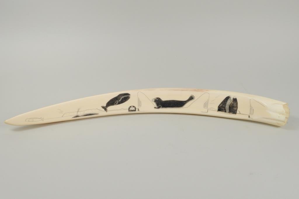 Inuit Scrimshaw Walrus Tusk: Inuit scrimshaw walrus tusk, unsigned, depicting whales and sea lions. 2 1/4" high, 21" long.