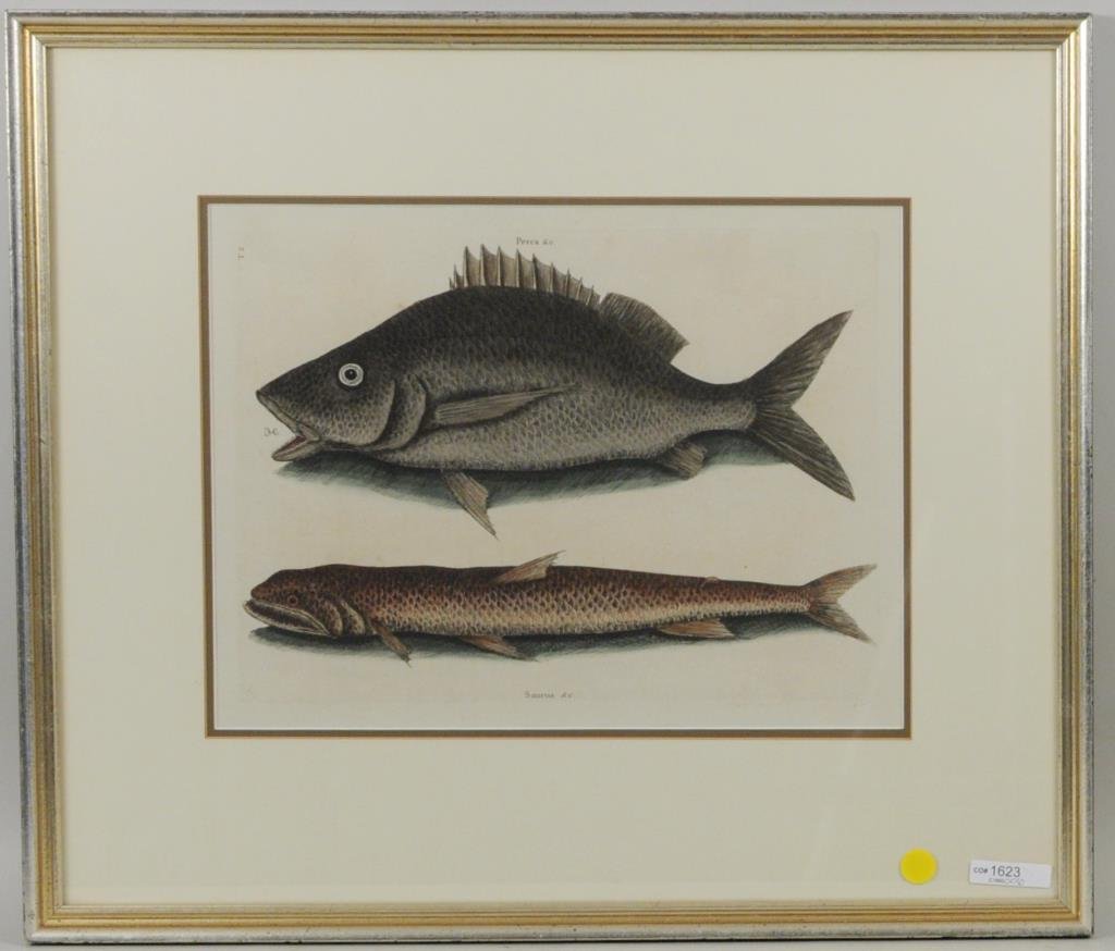 Mark Catesby "Margate Fish & Sea Sparrow Hawk": Mark Catesby (English 1683 -1749), "Margate Fish and Sea Sparrow-Hawk from The Natural History of Carolina, Florida, and the Bahama Islands", Plate 2. Volume II. London, 1731-1743, hand-colored copper