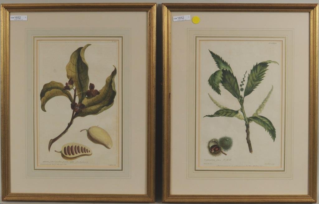 Pr Hand Colored Botanical Prints After R. Lancake (1 of 4)