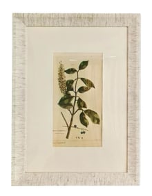 JAMES RIDGWAY,"ROSES",ATTRIBUTED TO, HAND-COLORED COPPERPLATE ENGRAVING