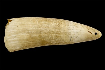 A very Large Antique 19th c Fiji Tabua Whale Tooth Pendant