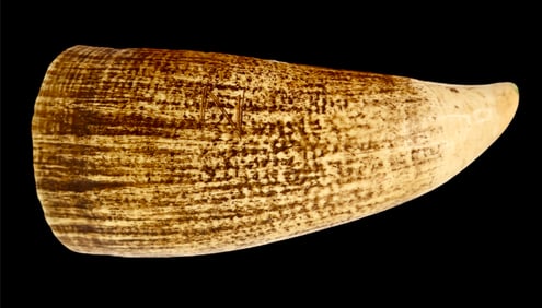 A smoked Antique 19th c Fiji Tabua Whale Tooth Pendant