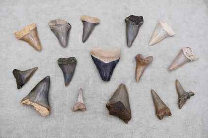 A Grouping of Megalodon & Mako Fossil Shark Teeth