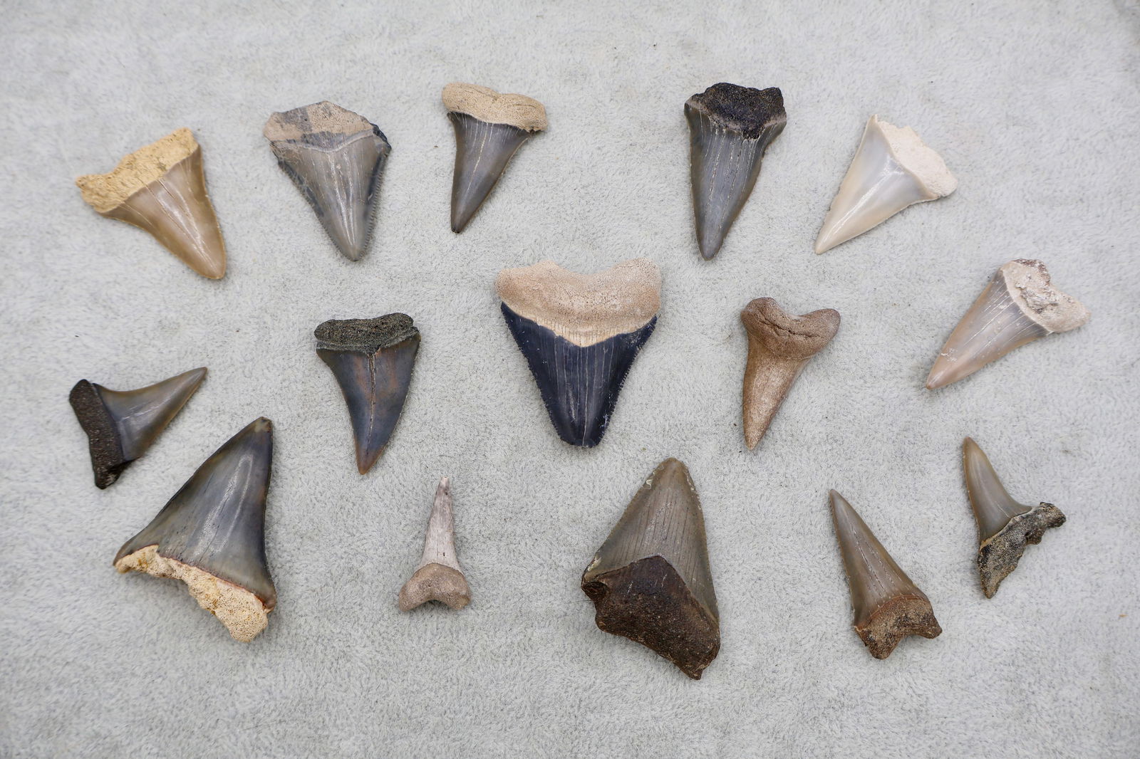 A Grouping of Megalodon & Mako Fossil Shark Teeth: A nice collection of fossilized Megalodon and Mako shark teeth. These teeth were found in various land and aquatic sites all over Florida, including Bone Valley. There is some really nice coloration f
