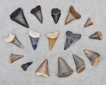 A Grouping of Megalodon & Mako Fossil Shark Teeth