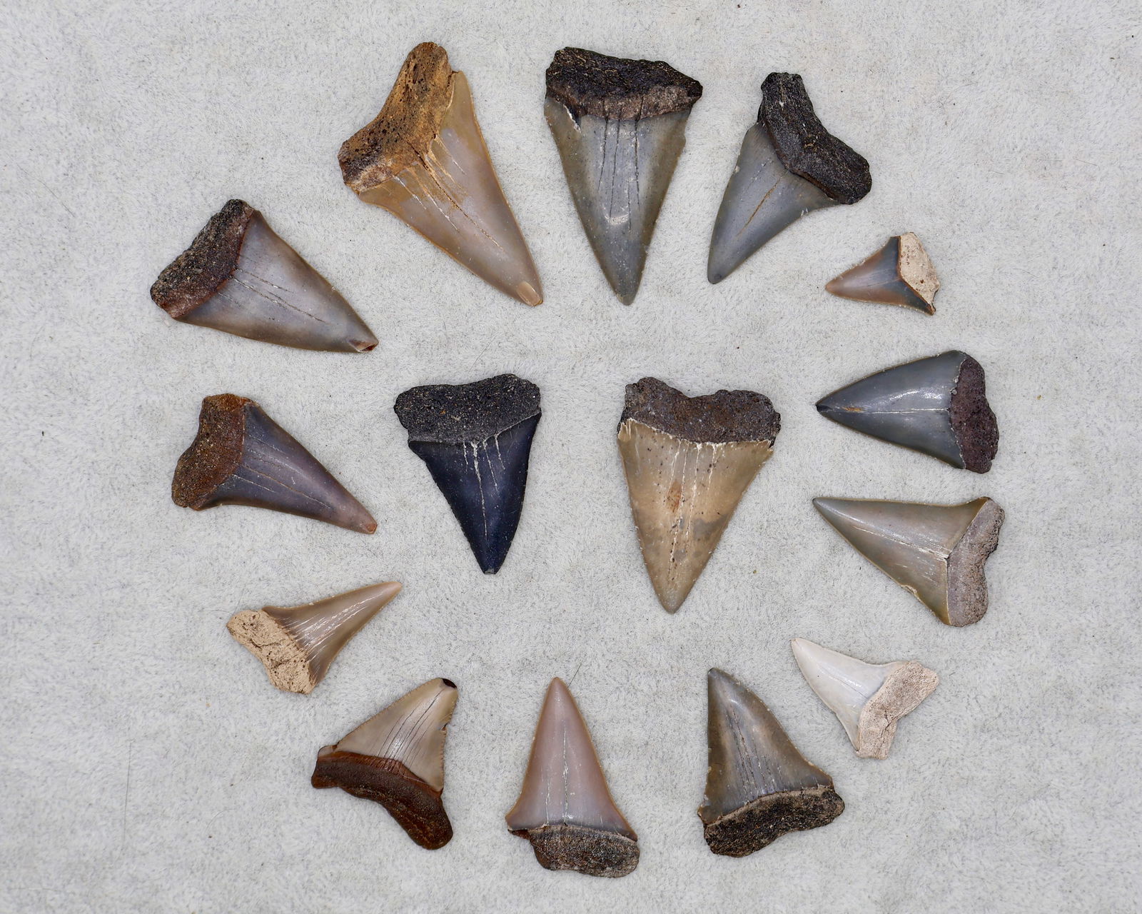 A Grouping of Megalodon & Mako Fossil Shark Teeth: A nice collection of fossilized Megalodon and Mako shark teeth. These teeth were found in various land and aquatic sites all over Florida, including Bone Valley. There is some really nice coloration f