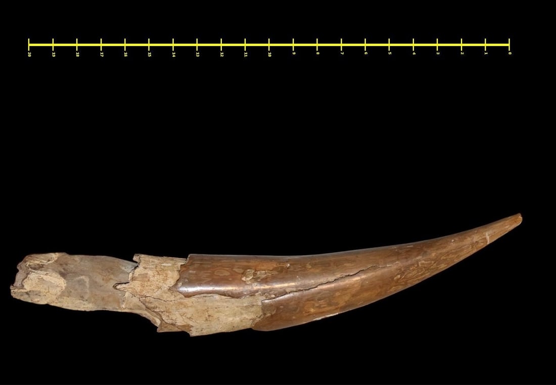 A Large Fossilized Wooly Mammoth Tusk Tip: An ancient Wooly Mammoth fossilized tusk tip section. North America. Late Pleistocene. 10,000-35,000 years old. 20” Long and weighing in at 1.75 pounds. A wonderful display specimen.