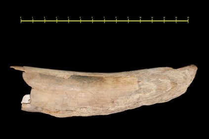 A Large Fossilized Wooly Mammoth Tusk Section