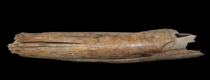 A Large Fossilized Wooly Mammoth Tusk Section