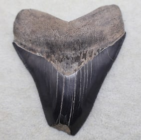 A Large 3 3/4” Bone Valley Megalodon Shark Tooth