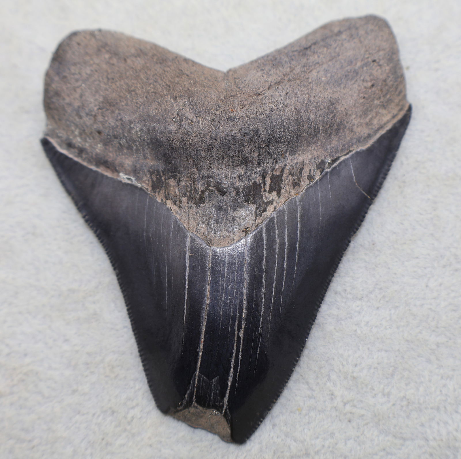 A Large 3 3/4” Bone Valley Megalodon Shark Tooth (1 of 3)
