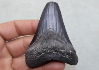 A Large 3” Bone Valley Megalodon Shark Tooth
