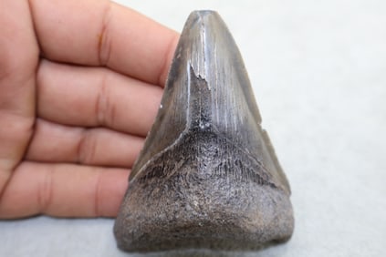 A Large Green 3 1/4” Bone Valley Megalodon Shark Tooth