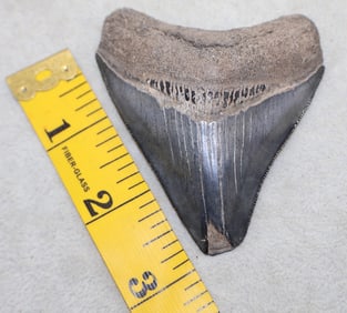 A Large 3 1/4” Bone Valley Posterior Megalodon Shark Tooth
