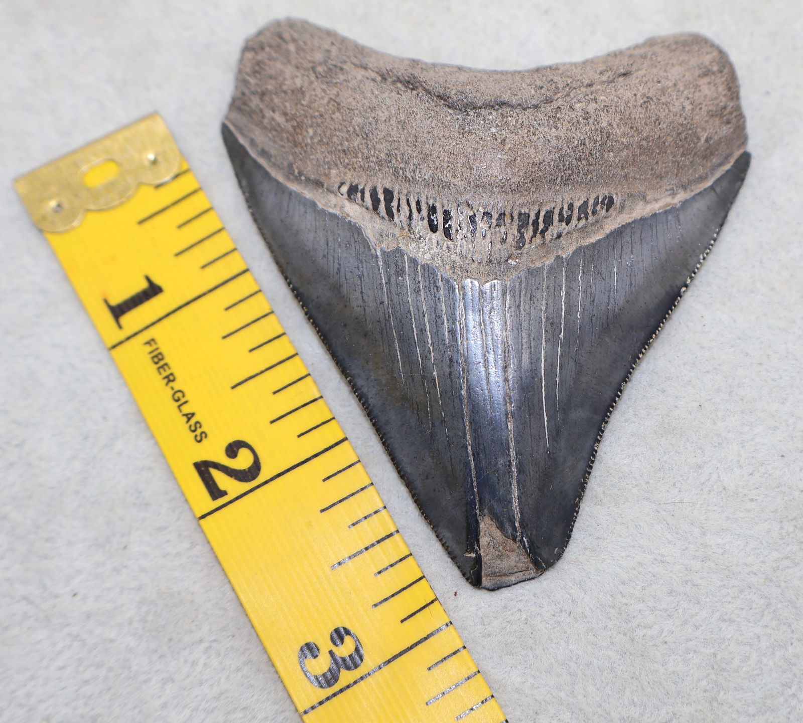 A Large 3 1/4” Bone Valley Posterior Megalodon Shark Tooth (1 of 4)