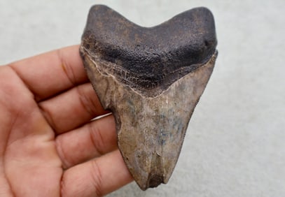 A Large 4” St. Mary’s Georgia Megalodon Shark Tooth