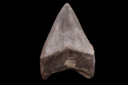 A Large 4” South Carolina Megalodon Shark Tooth