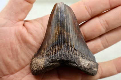 A Large 4 1/4” Suwannee River Megalodon Shark Tooth