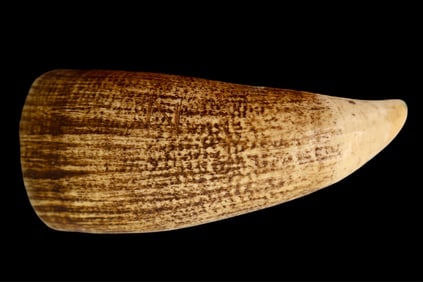 19th C. Fijian Chief Tabua Amulet Pendant