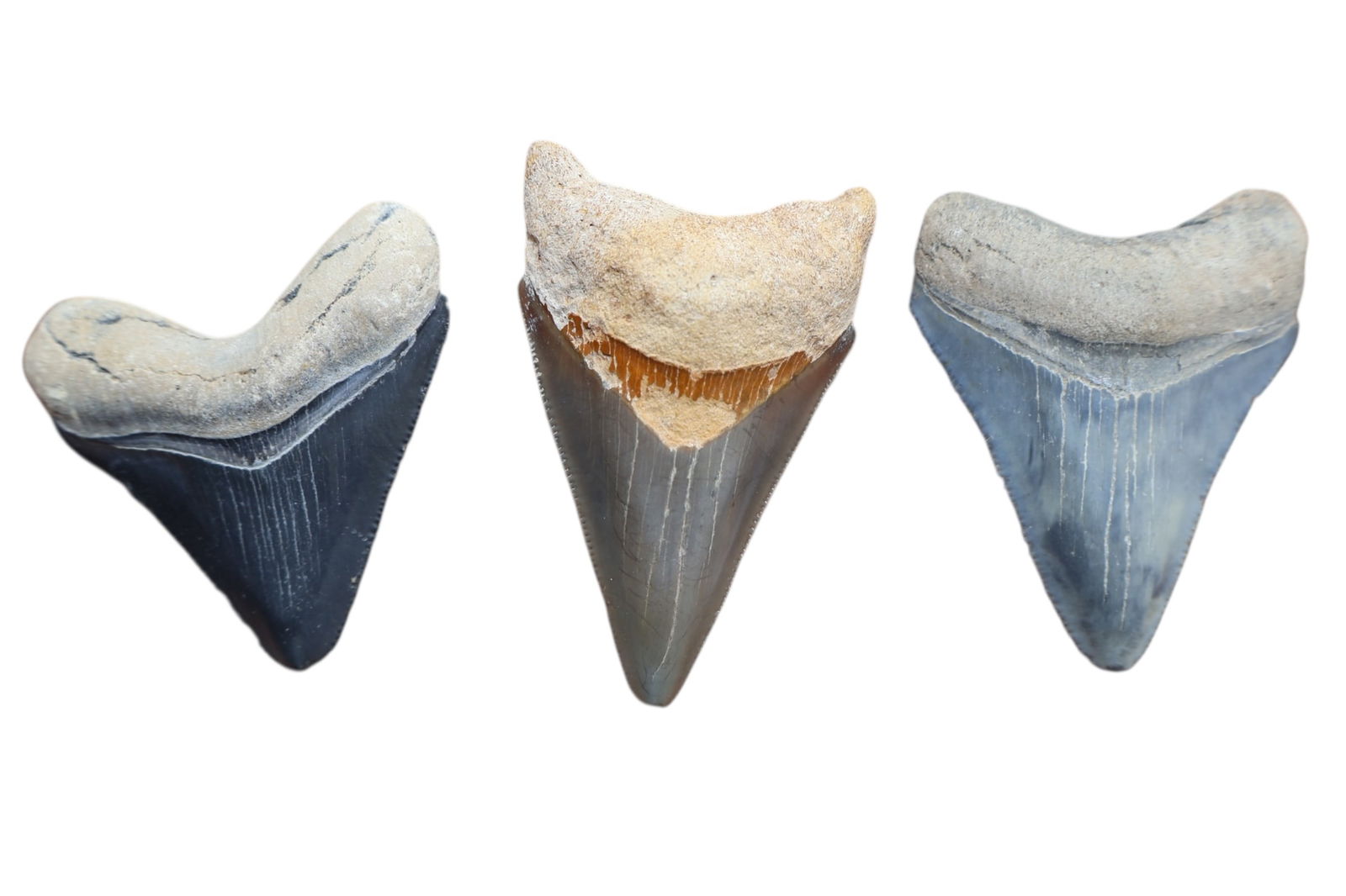 3 Very Nice Megalodon Shark Teeth (1 of 4)