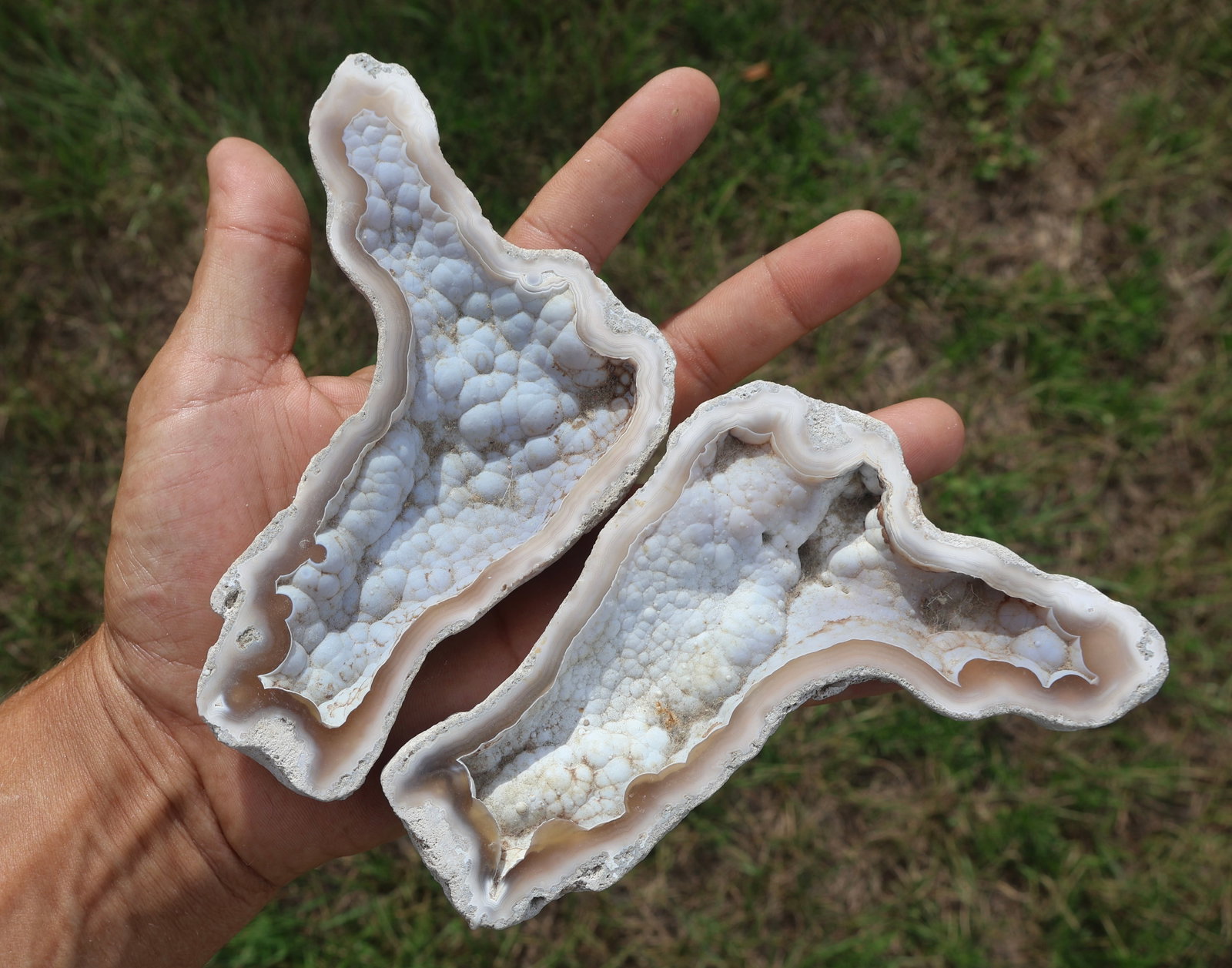 Pair Halved Florida Agatized Coral Geode Botryoidal Form #4 (1 of 6)