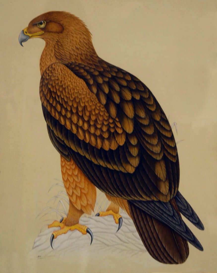 PEN and INK DRAWING of FALCON by KUMAR, 20th C.: Brown peregrine falcon on white base, signed K. Kumar. 19 x 14. Excellent.