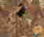 item-16988740=4
