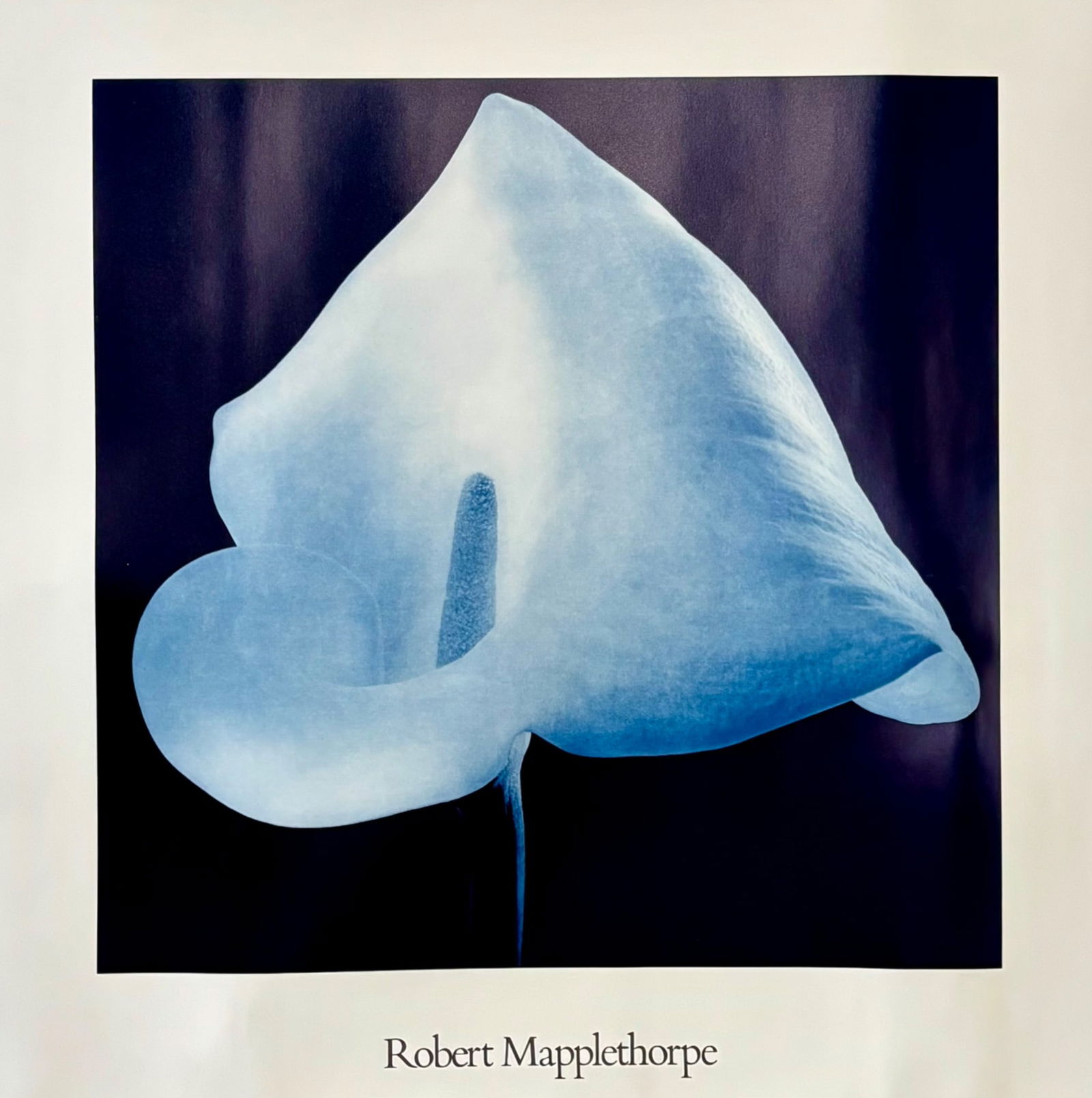 Robert Mapplethorpe Calla Lily Photographic Print (1 of 7)