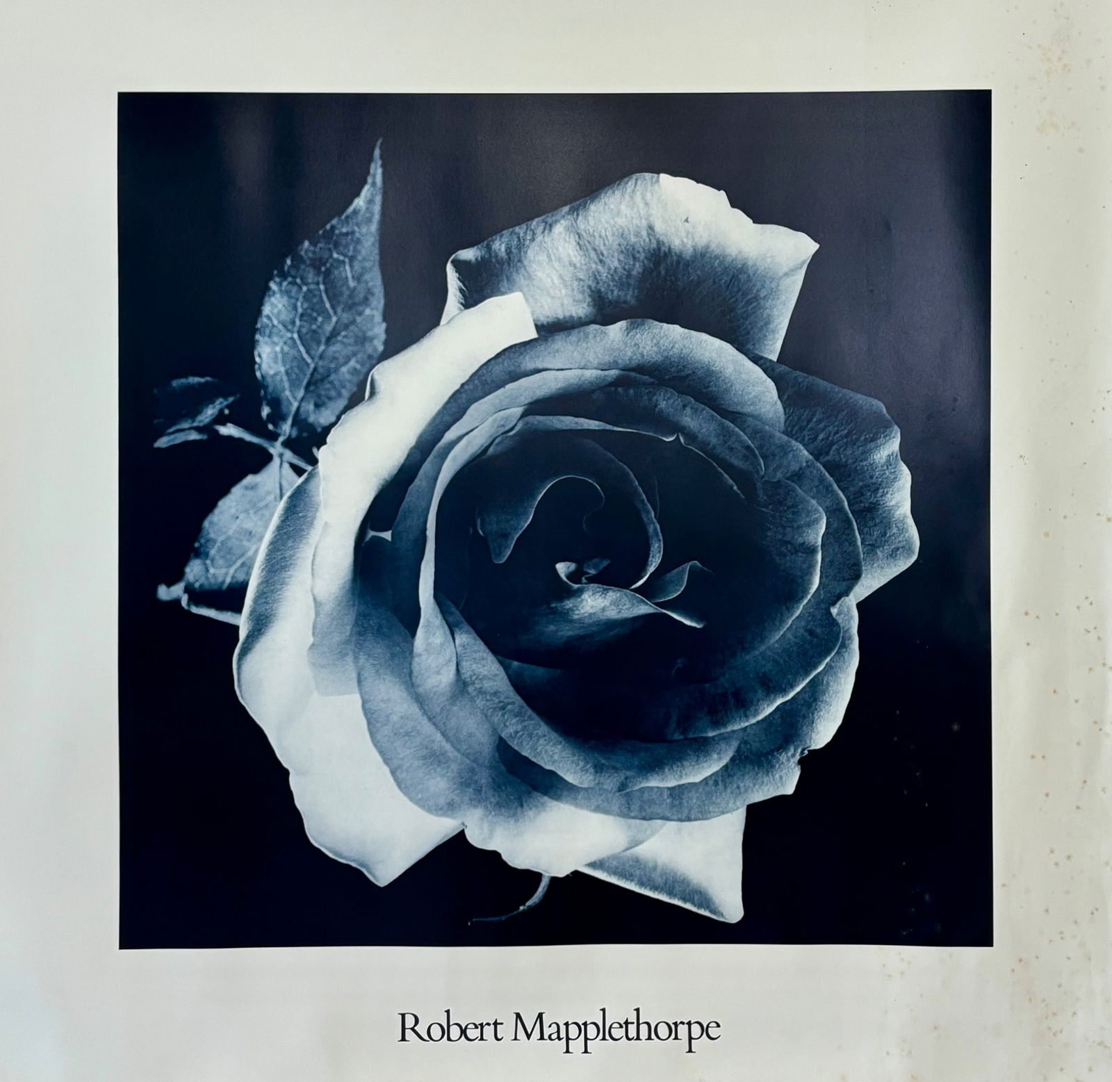 Robert Mapplethorpe Photographic Print Featuring Rose: A photographic print by Robert Mapplethorpe depicting a close up image of a rose in black and white. The artists name is printed below the image. Notable for its intricate tonal contrasts and sharp de