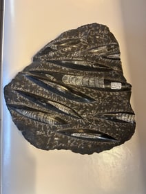 Polished Orthoceras Fossil Black Stone Slab