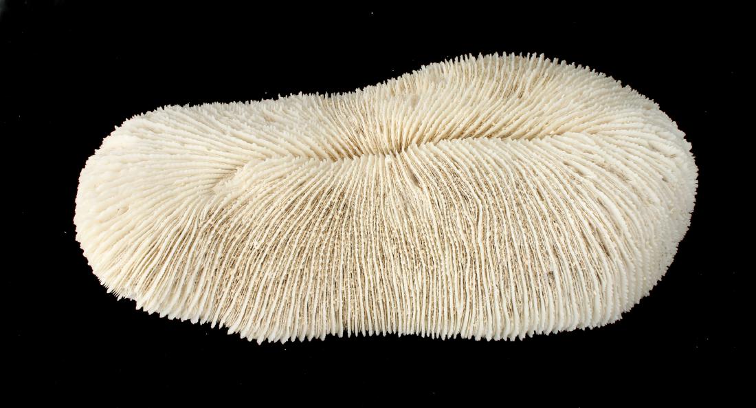 VINTAGE GIANT SPECIMEN MUSHROOM CORAL PIECE (1 of 7)