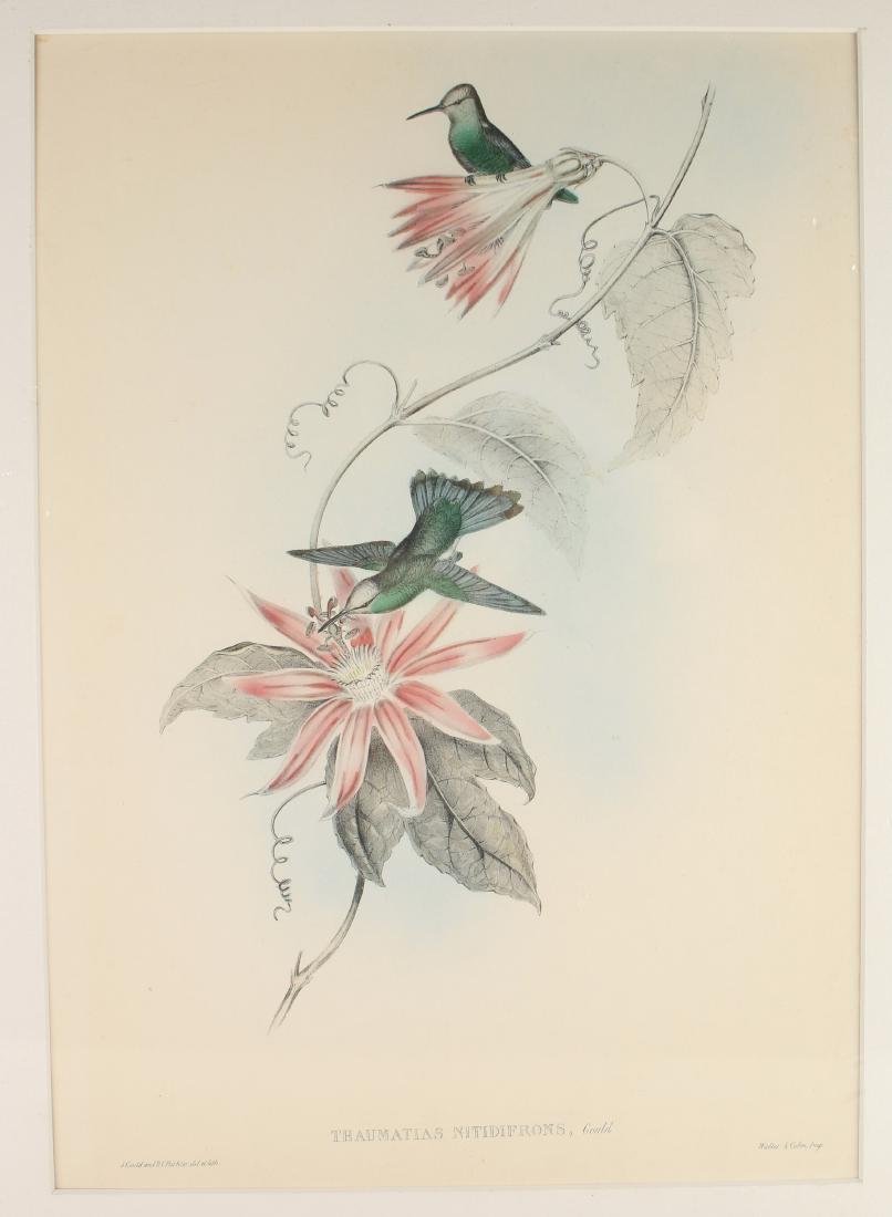 HUMMINGBIRD PRINT BY J. GOULD (1 of 6)