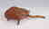 CARVED WOODEN FOLK ART FROG - 3