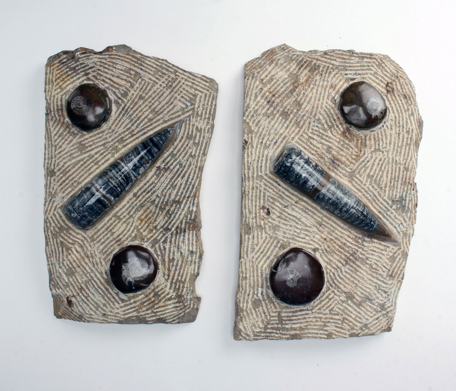 TWO DECORATIVE FOSSIL SHELL PLAQUES (1 of 6)