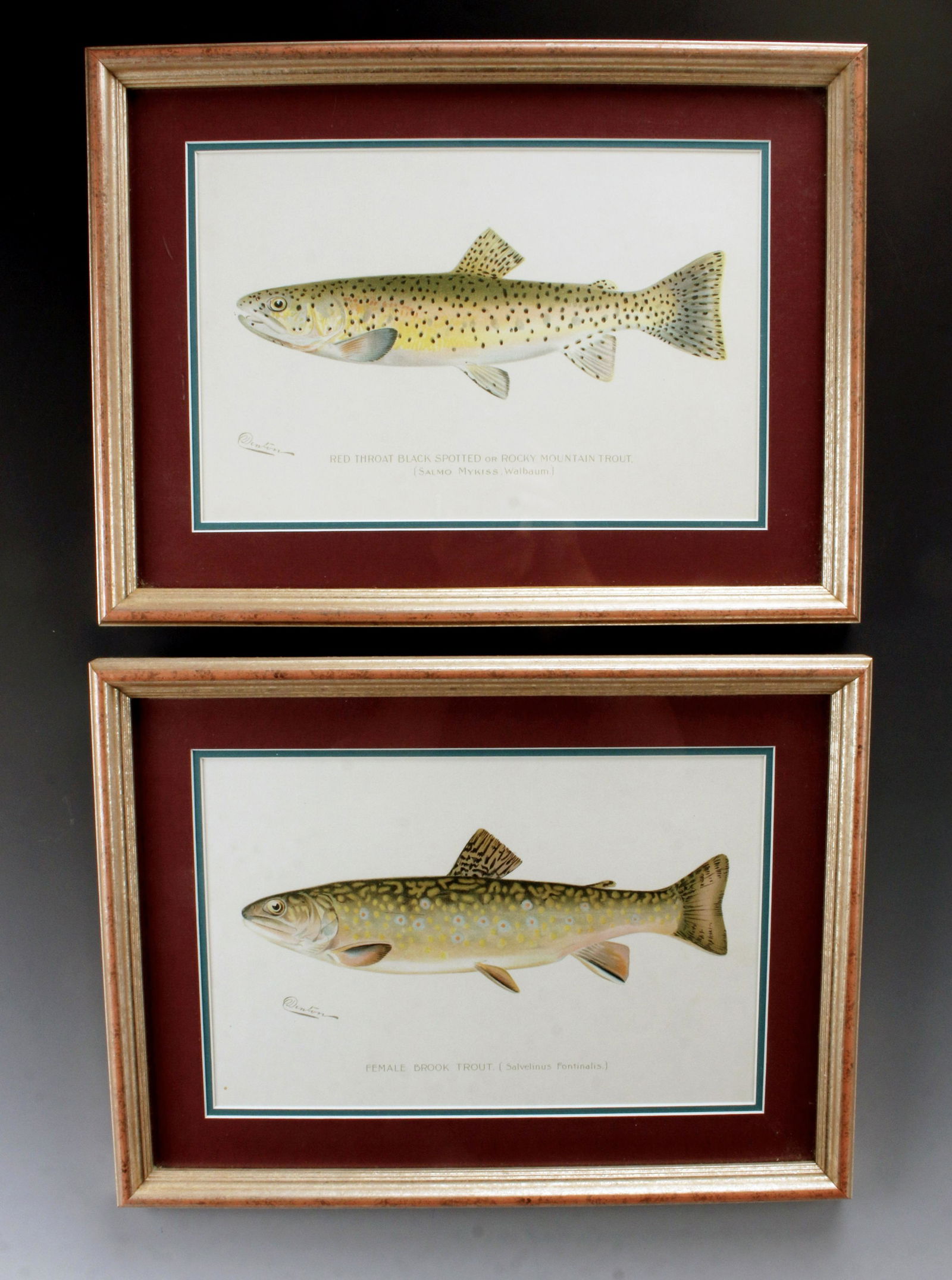 SHERMAN FOOTE DENTON ANTIQUE TROUT LITHOGRAPHS (1 of 8)
