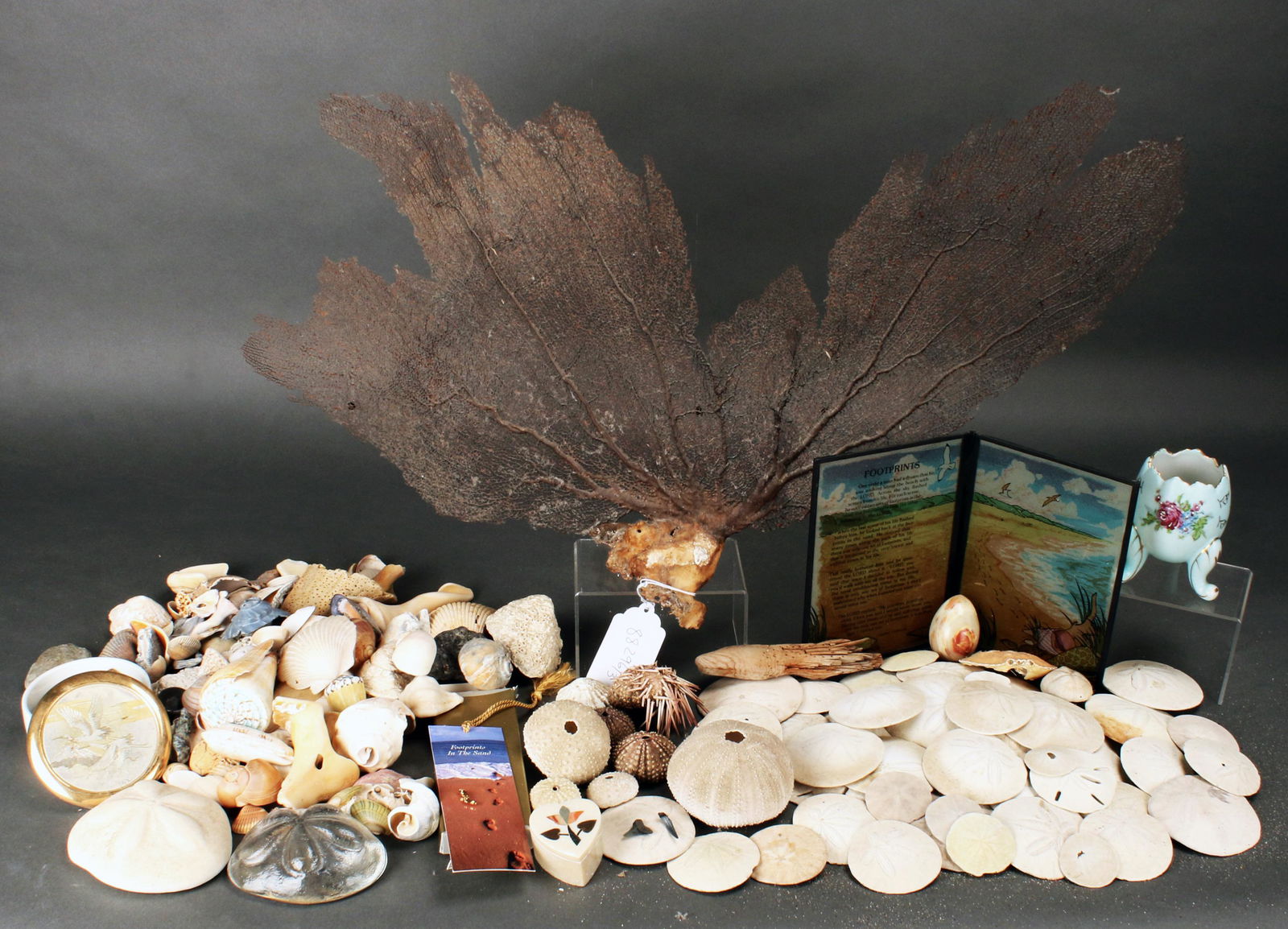 LOT OF SHELLS & SAND DOLLARS & SEA FAN & MORE (1 of 10)