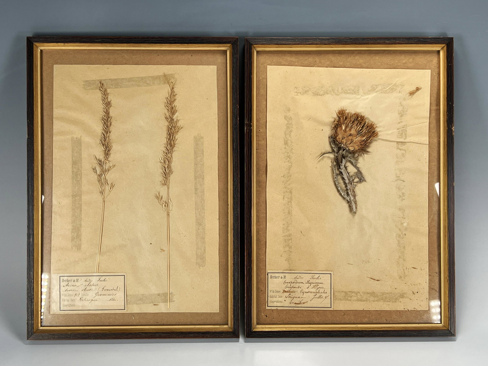 VINTAGE FRAMED PRESSED THISTLE & OAT GRASS (1 of 6)
