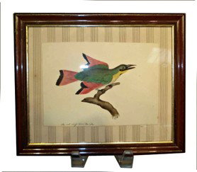 Red Winged Indian Bee Eater: A framed watercolor of a bird the "Indian Bee Eater" with a site of 5" X 6 1/2" within a frame, mounted in a "shadowbox" manner. Taken from a catalog signed "E. Coll" dating to 1830. Now mounted on an