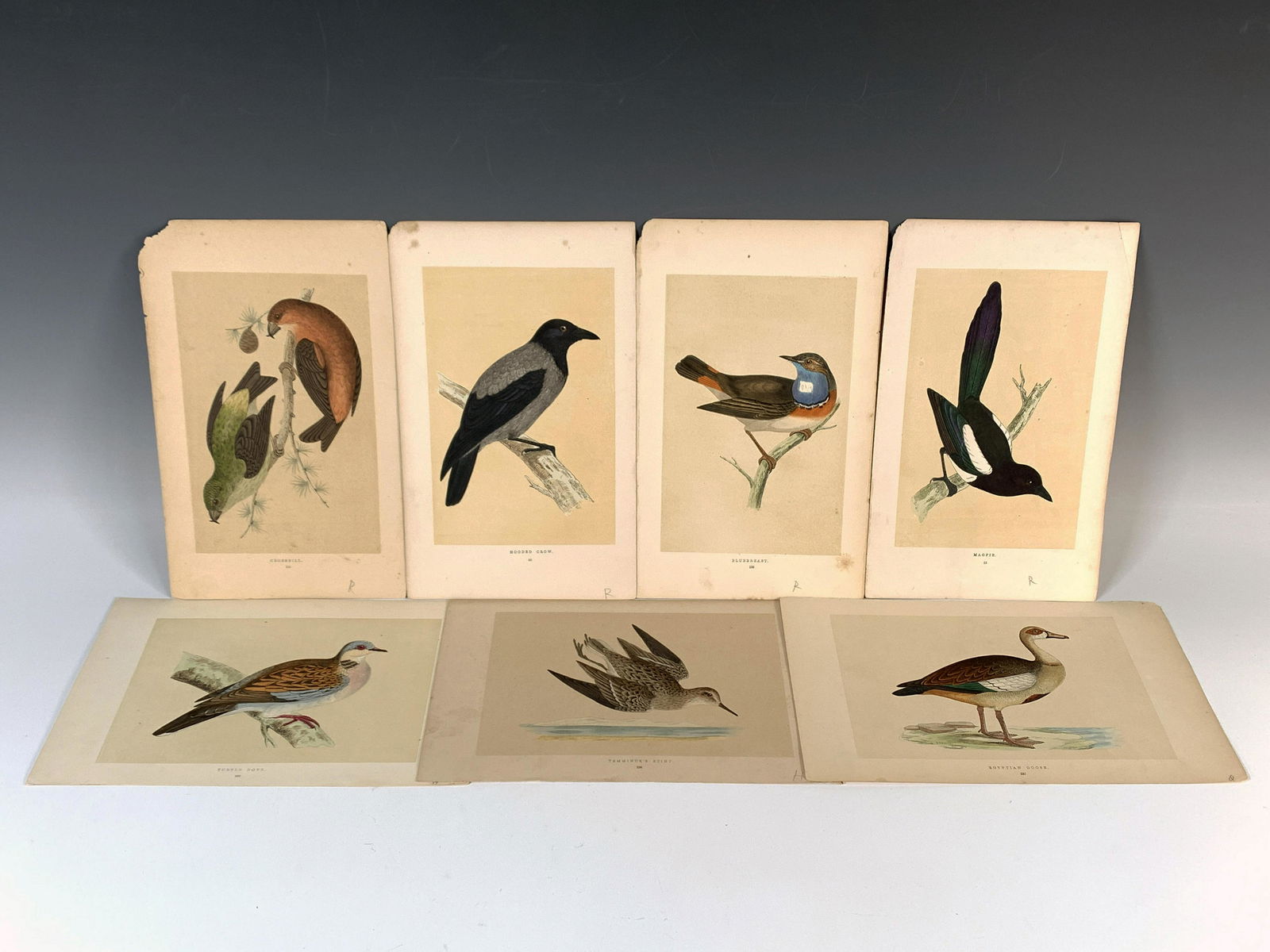 7 VINTAGE BIRD ORNITHOLOGY PRINTS FROM BOOK (1 of 5)