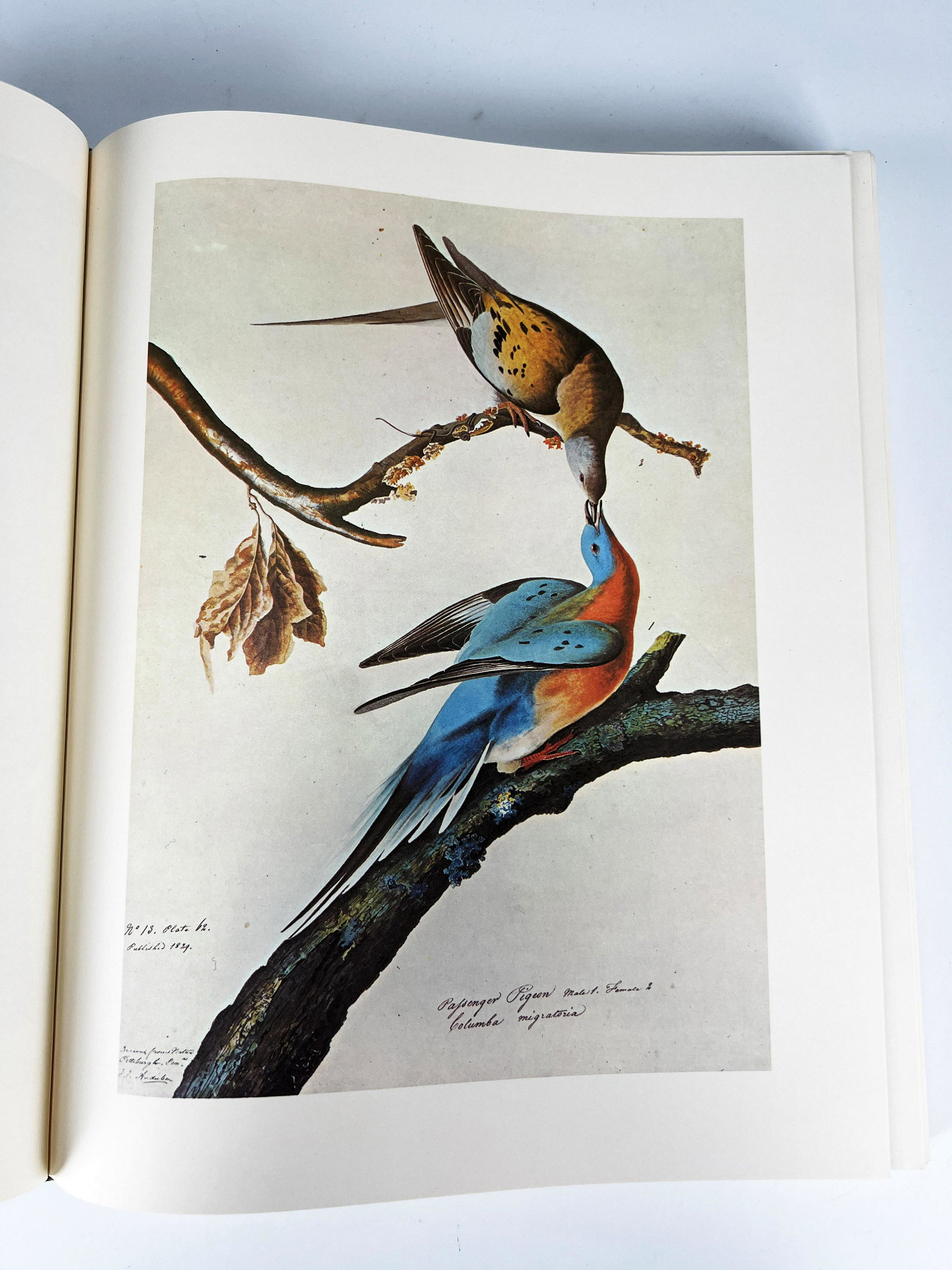 2 VOL SLIPCASED PAINTINGS BY AUDUBON FOR THE BIRDS OF AMERICA 1966 (1 of 6)