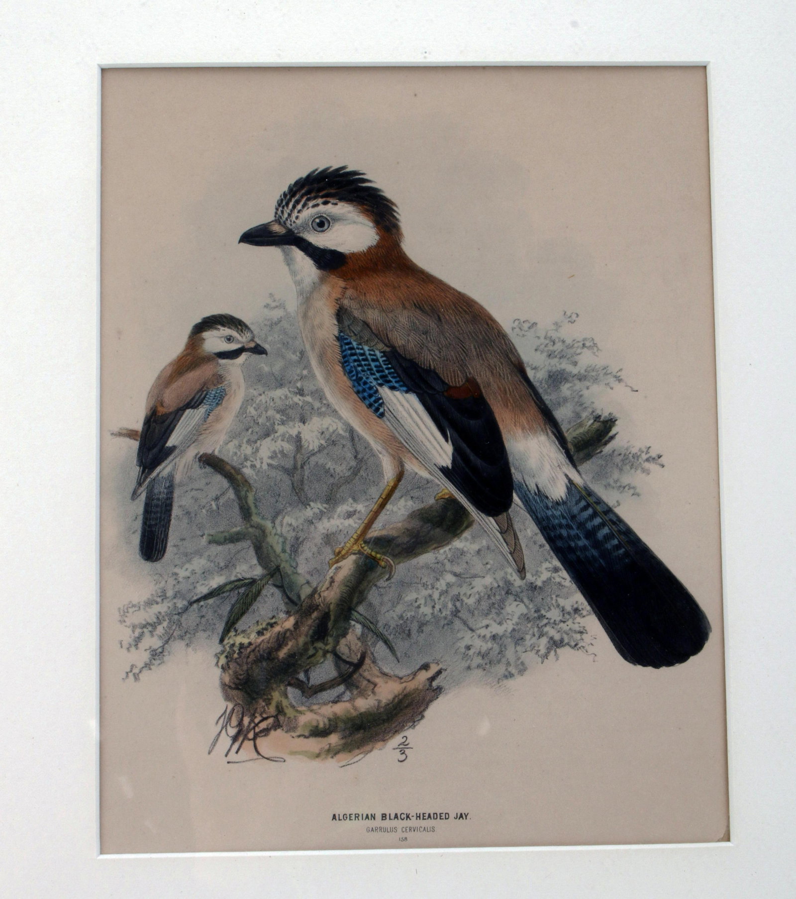 JOHN GERARD KEULEMANS ORNITHOLOGICAL PRINT OF BLACK HEADED JAY: JOHN GERARD KEULEMANS ORNITHOLOGICAL PRINT OF BLAC