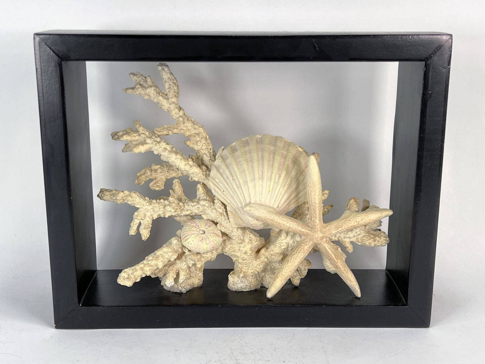 SEA LIFE SCULPTURE IN SHADOWBOX: SEA LIFE SCULPTURE IN SHADOWBOX