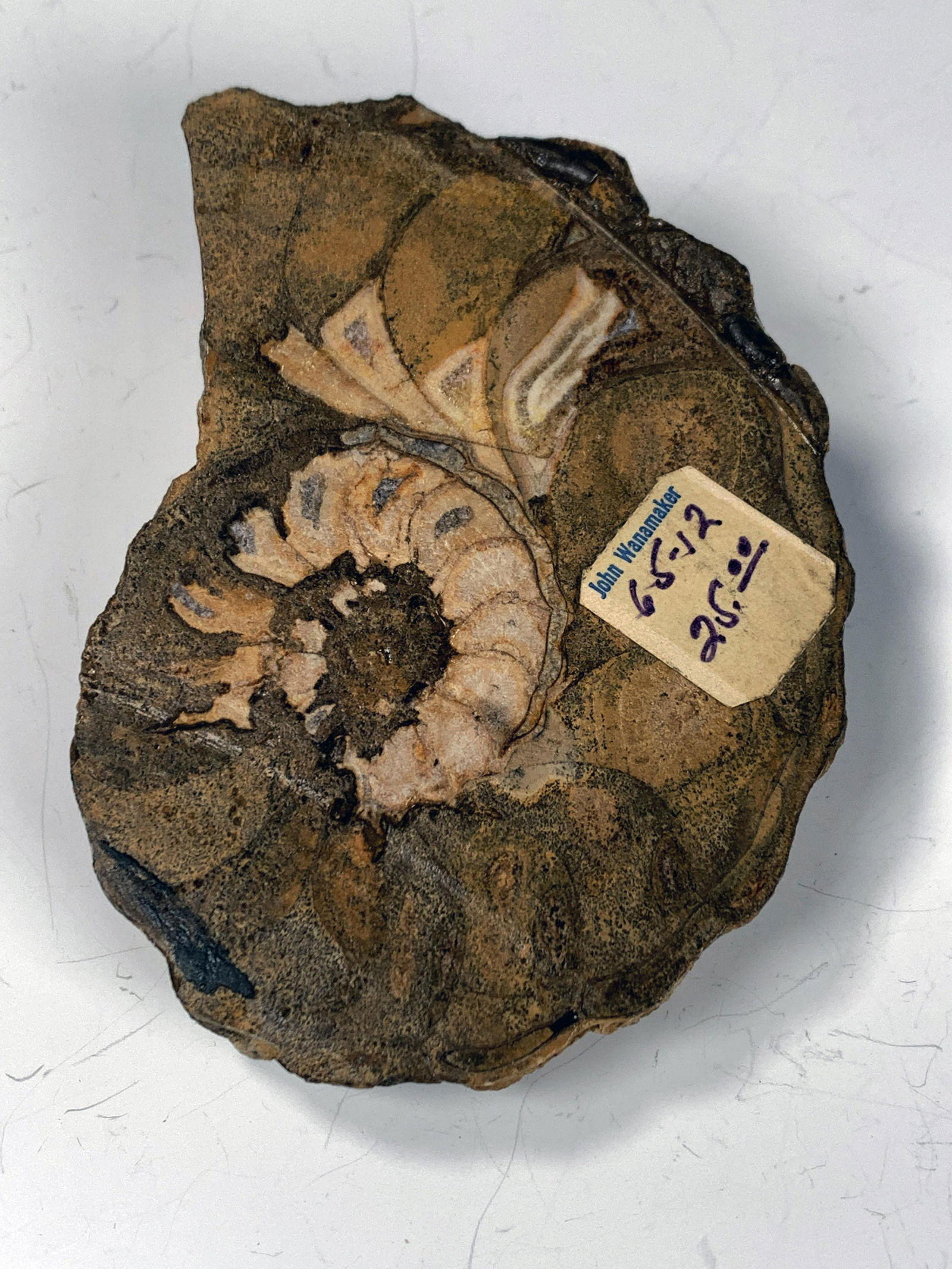 AMMONITE FOSSIL (1 of 3)