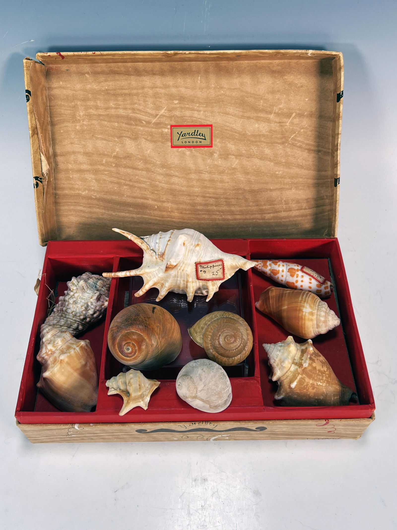 LOT OF NATURAL SEASHELLS (1 of 2)