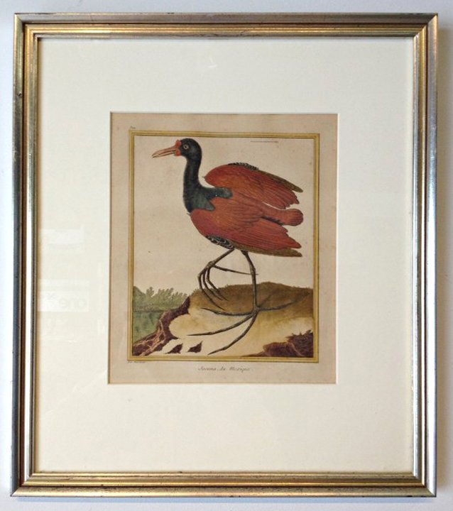 Jacana Bird Of Mexico "Pas Martinet": 18" X 16" Sight: 10 1/2" X 8 1/2" Shipping: We are able to pack and ship this item to an address in the United States for $55.00 via USPS Priority Mail or via FedEx Ground/Home Delivery. Tracking info
