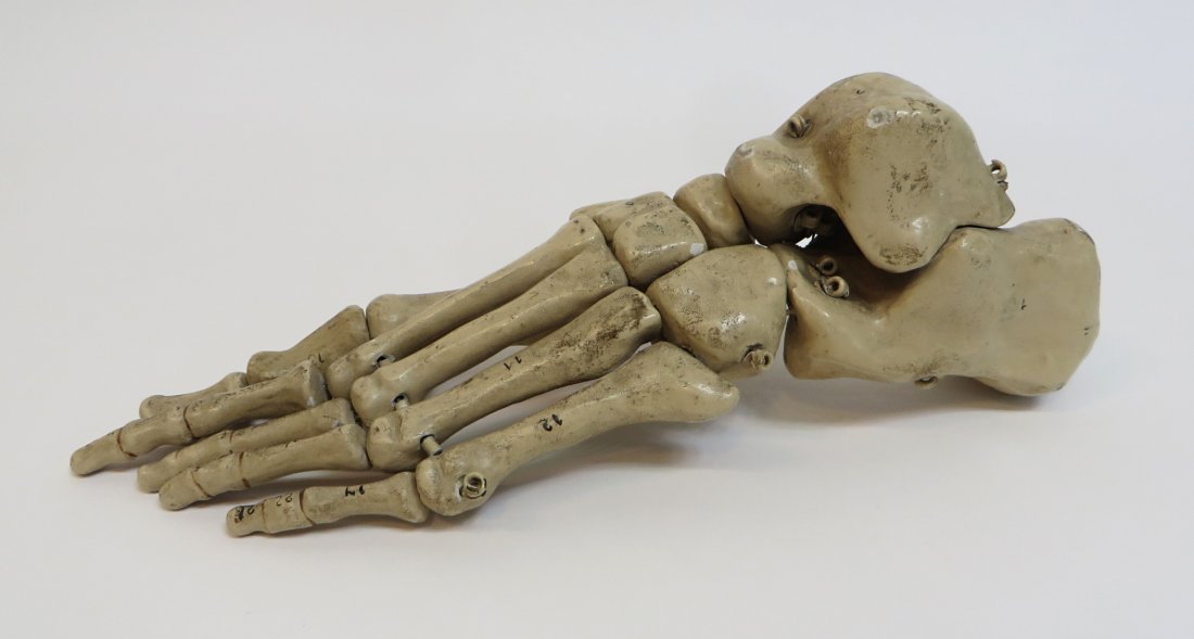 Medical Model Of A Foot Bones, 19th C. (1 of 4)