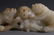 CHINESE CARVED WHITE JADE FOO LIONS - 4
