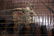 CHINESE TWENTY ONE STRINGED INSTRUMENT - 7