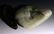 CHINESE WHITE JADE BOULDER - 10